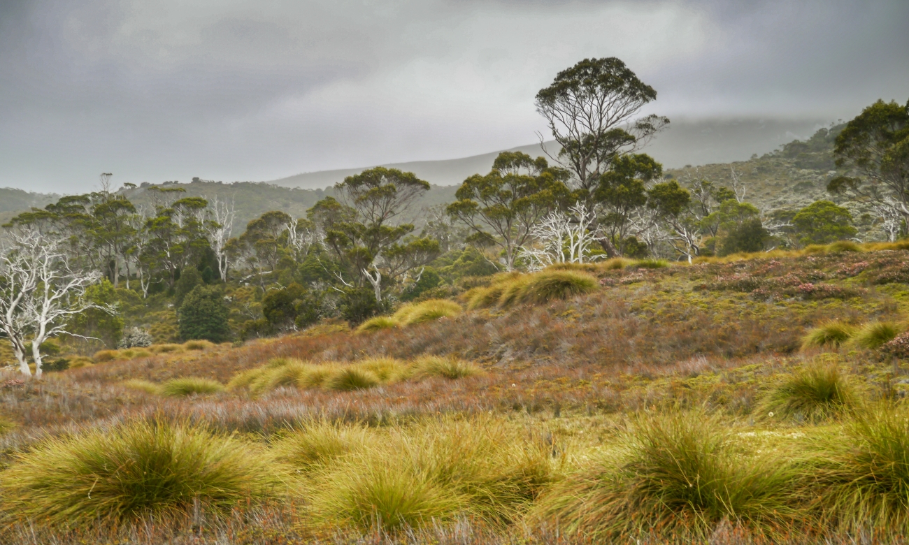 Overland Track Ronny Creek - Waterfall Valley Hut