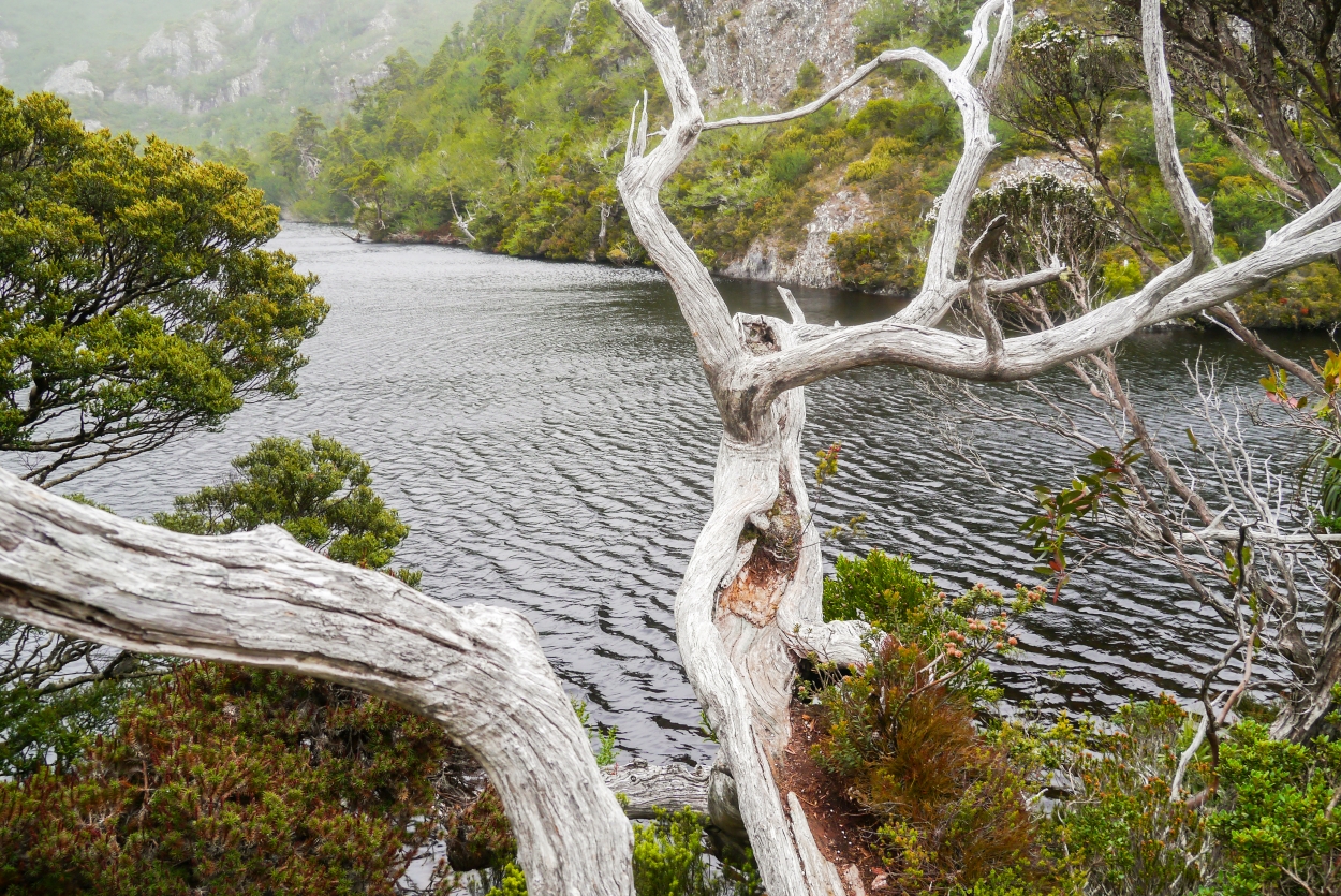 Overland Track Ronny Creek - Waterfall Valley Hut