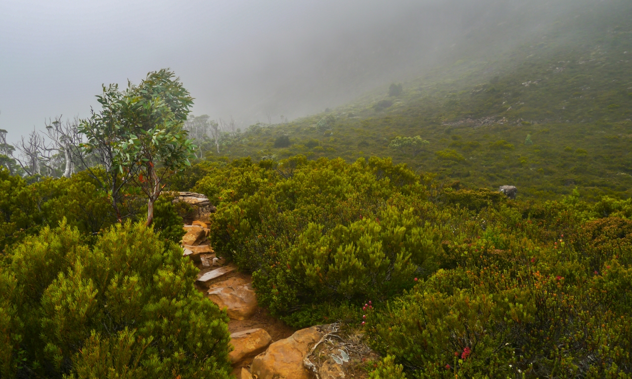 Overland Track Ronny Creek - Waterfall Valley Hut