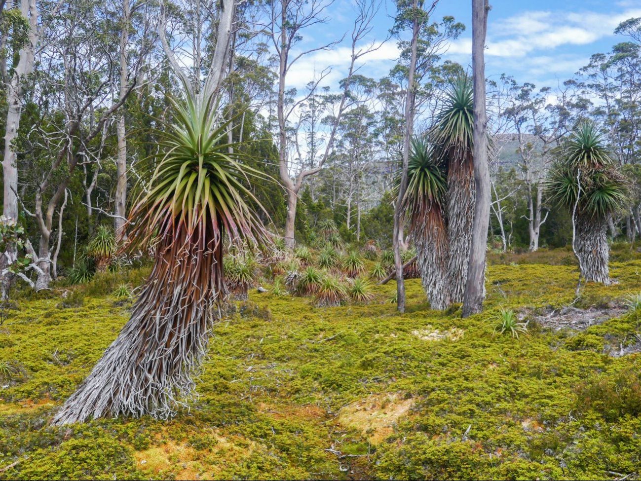 overland-track-dzien-3-windermere-hut-kia-ora-hut