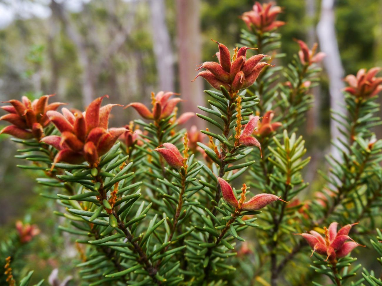 overland-track-dzien-5-bert-nichols-hut-echo-point